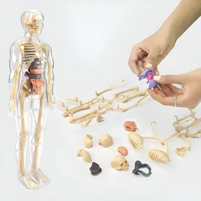 3D anatomski model ljudskog tijela s uklonjivim organima, edukativni set za djecu 6+ | FLESHTOPIA