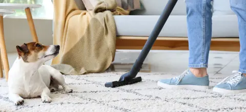 Koji robotski usisavač kupiti za dlake kućnih ljubimaca